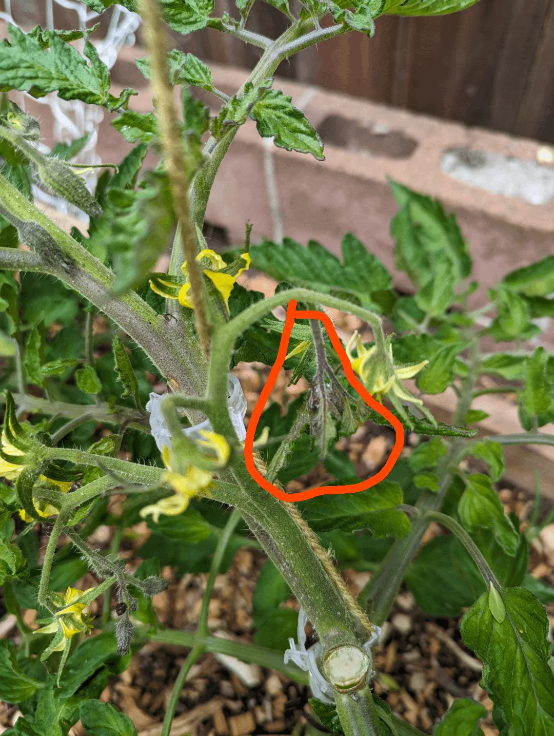 tomato sucker vs flower cluster