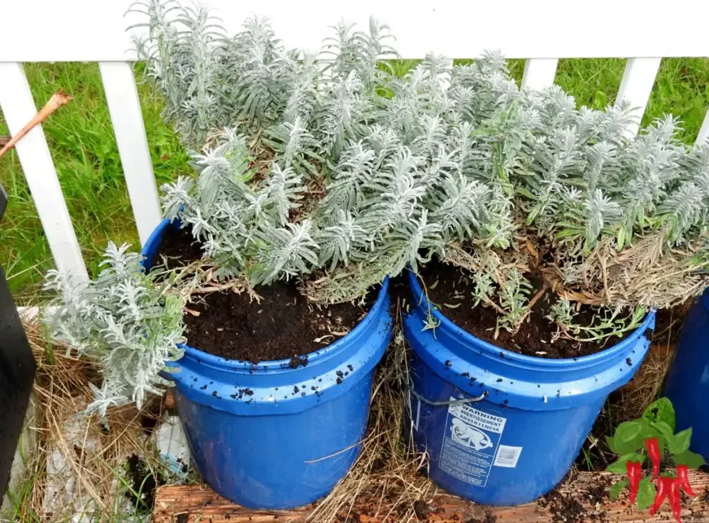 transplanting lavender