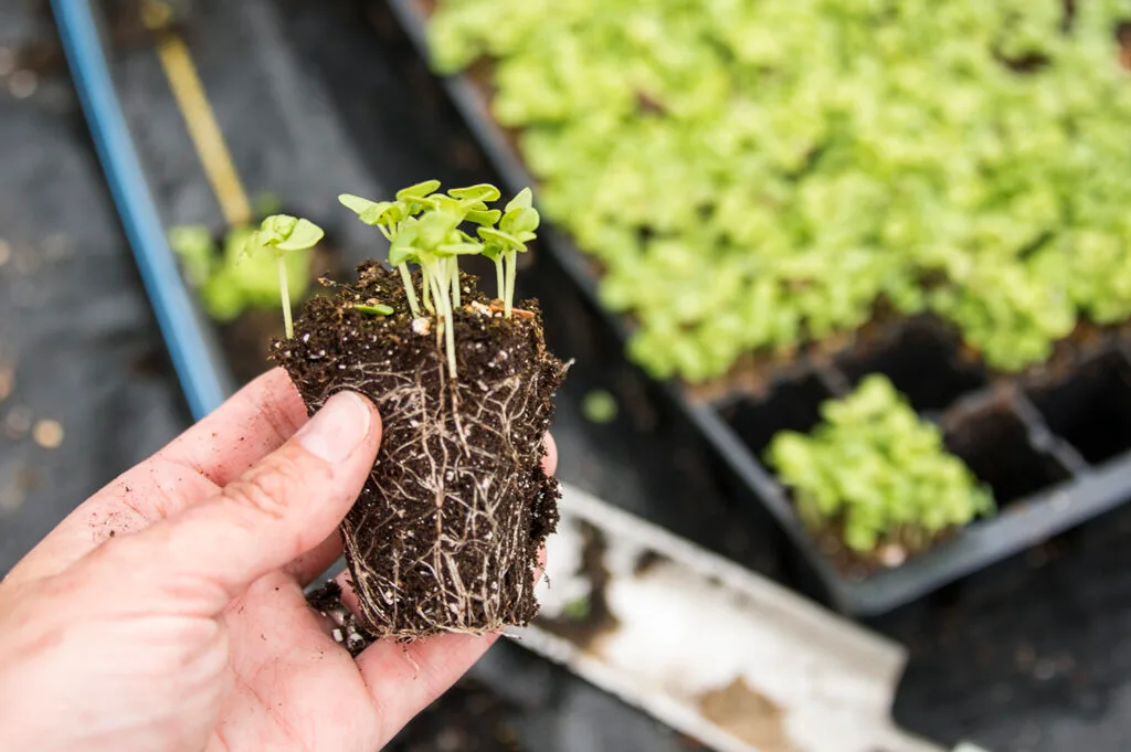 transplanting seedlings