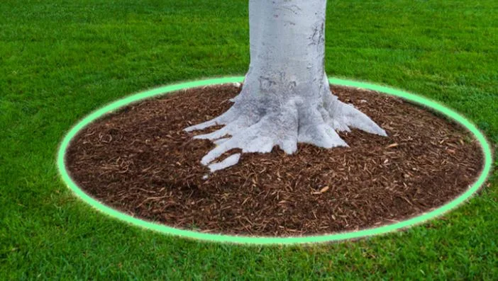 tree mulching best practice