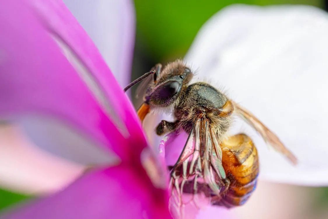 tubular flower
