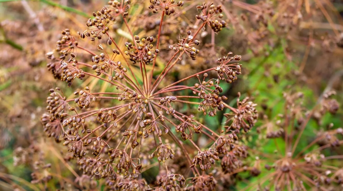 umbels