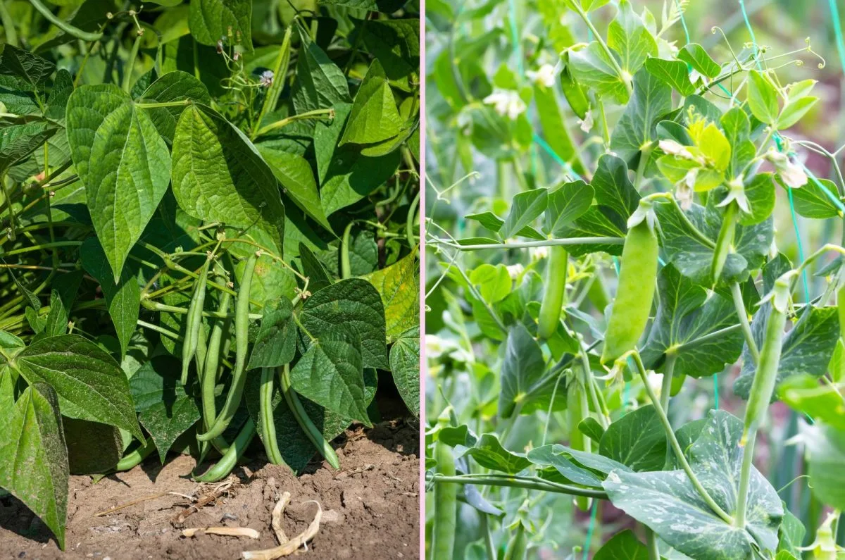 vine vs bush