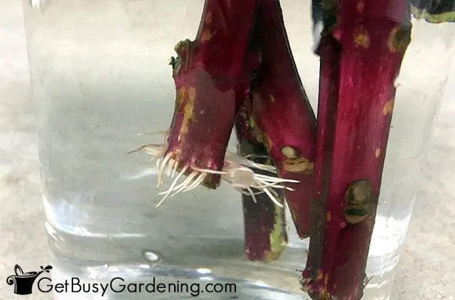 water propagation