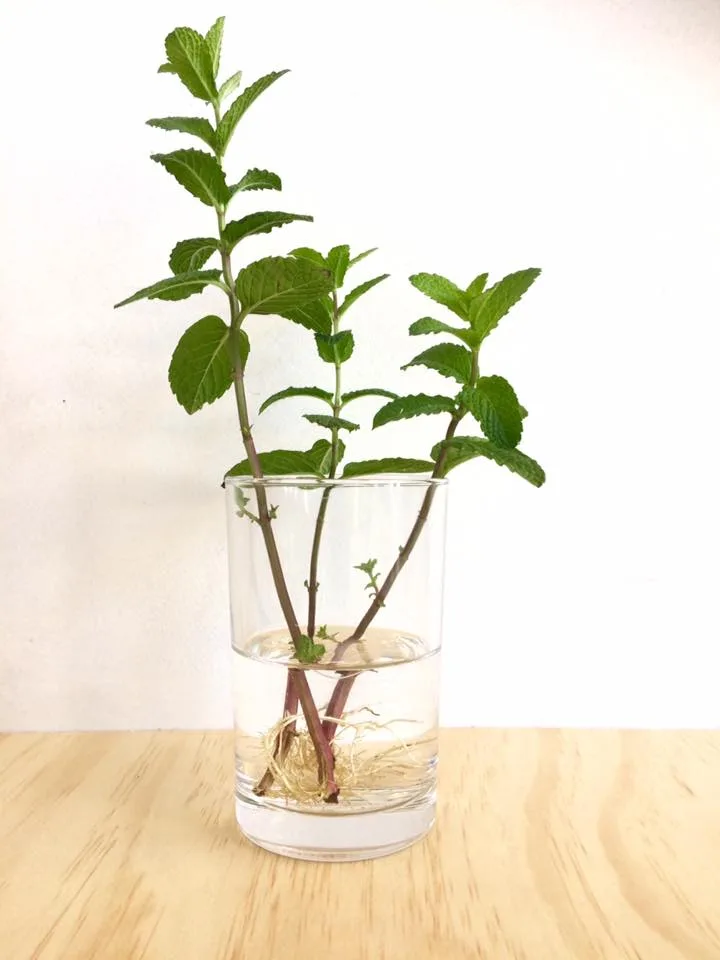 water propagation
