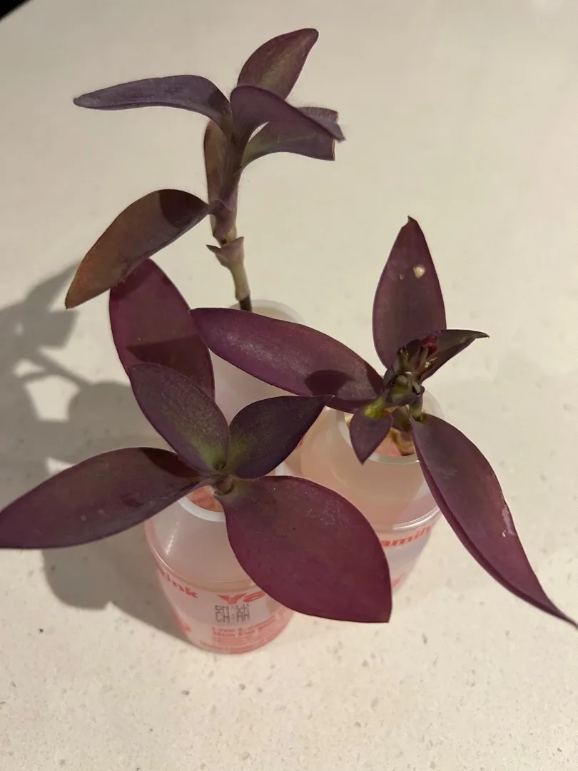 water rooting propagation