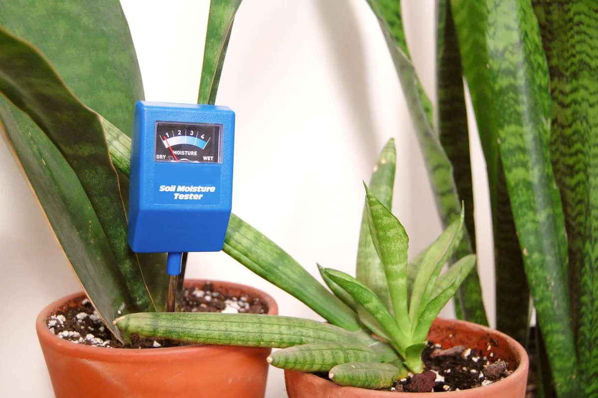 watering snake plant