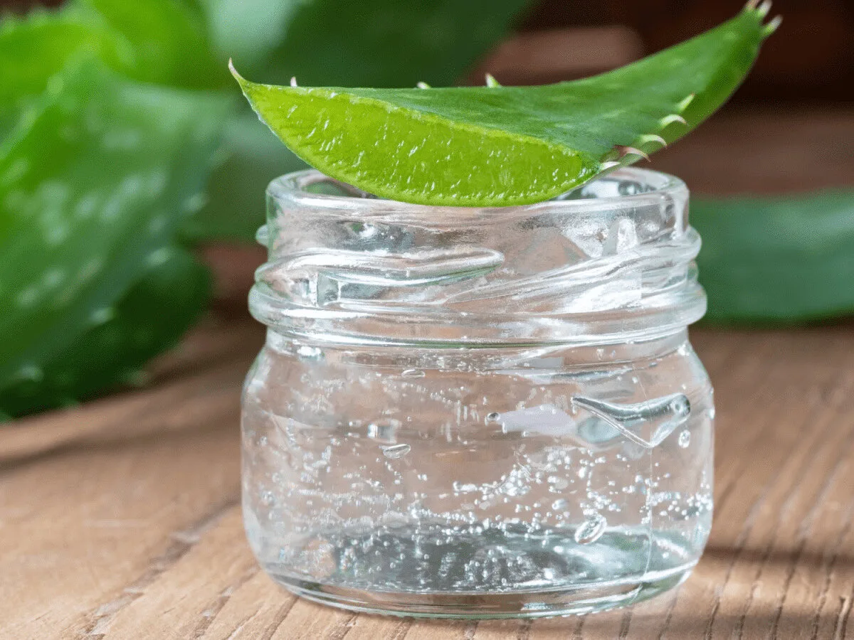 whole aloe leaf fridge storage