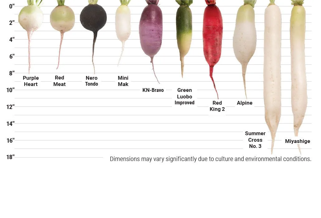 Winter radish varieties