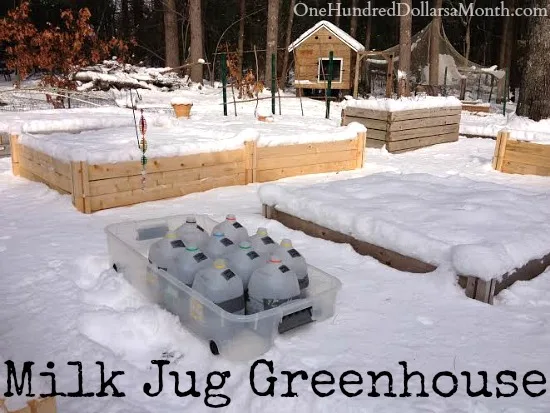 winter sowing containers