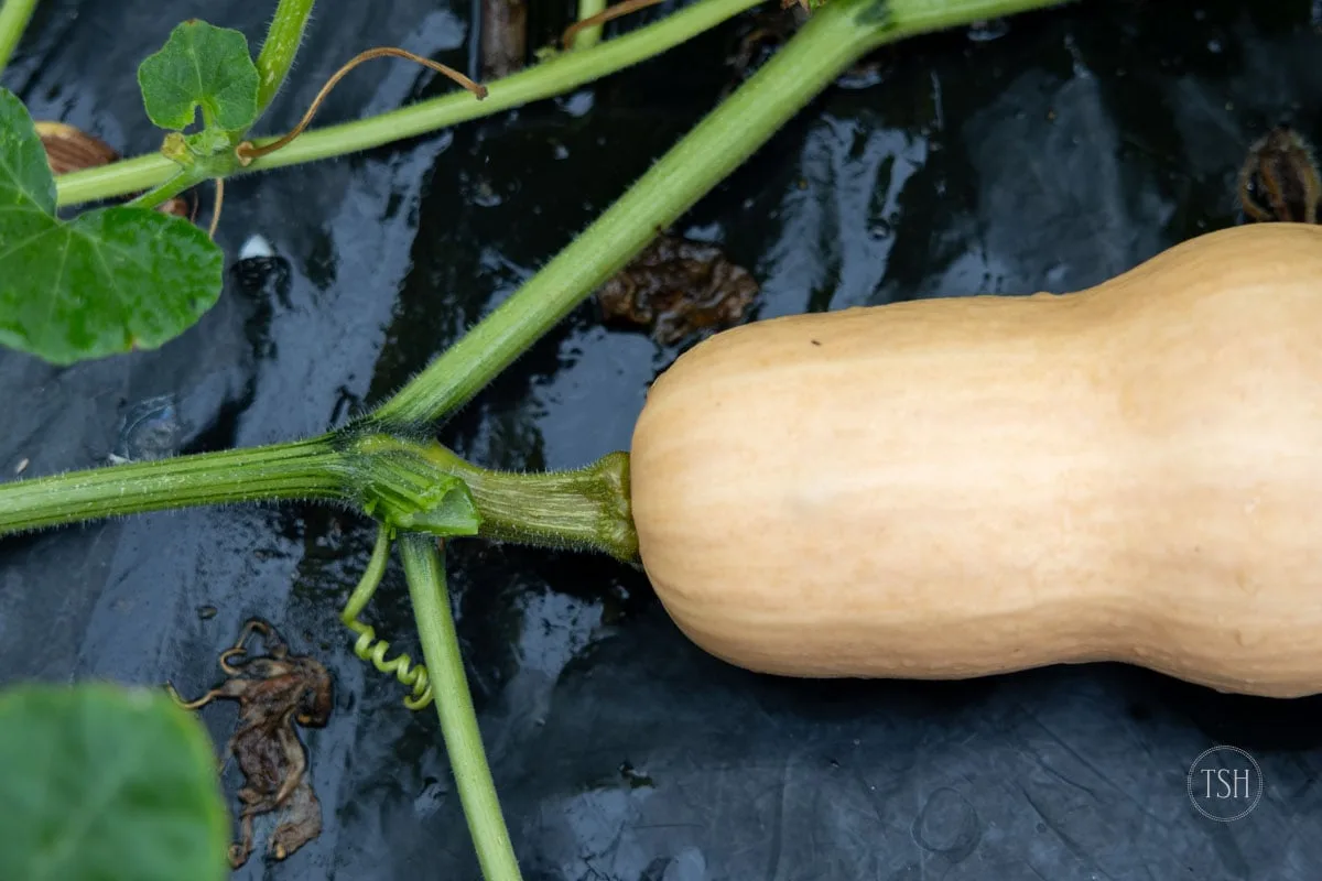 winter squash ripeness