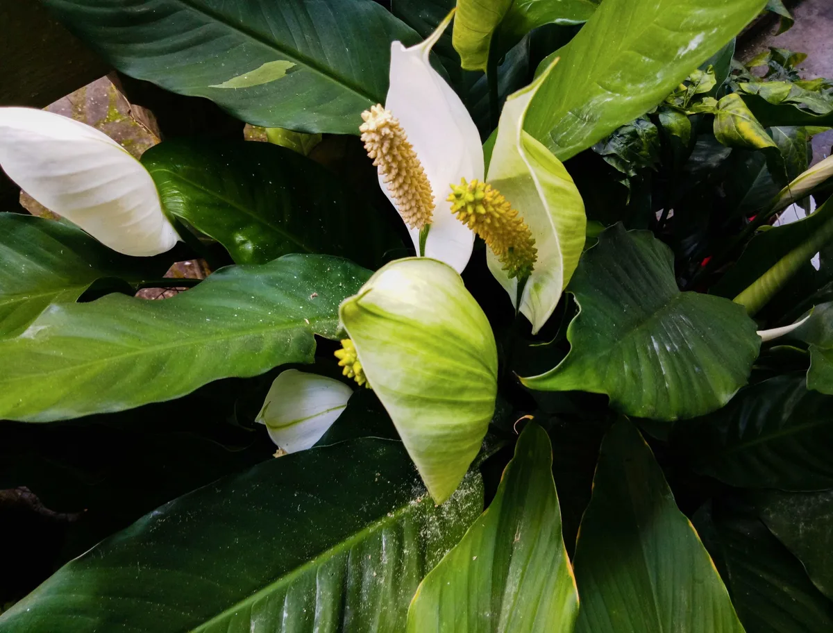 yellow leaf peace lily