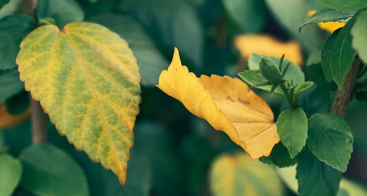 yellow leaves