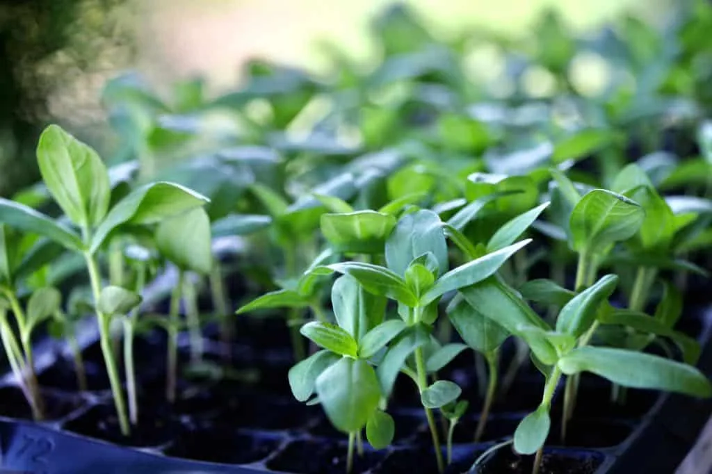 zinnia seedlings tray
